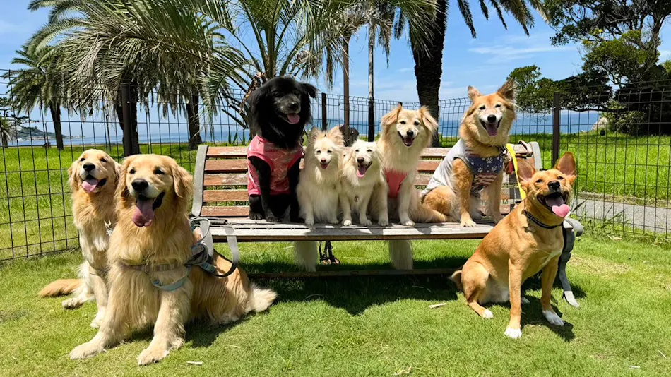 Dog-Friendly Inn Japari Tateyama