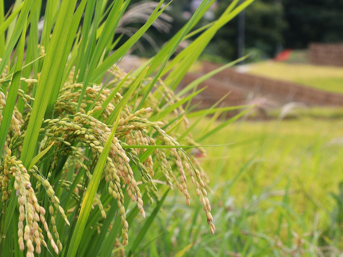 【บริเวณใกล้เคียง】 นาขั้นบันไดก็ควรค่าแก่การชม