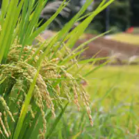 【บริเวณใกล้เคียง】 นาขั้นบันไดก็ควรค่าแก่การชม