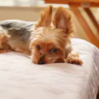 โดมเฮาส์ B / เตียงคู่ (อนุญาตให้นำสัตว์เลี้ยงเข้าพักได้)