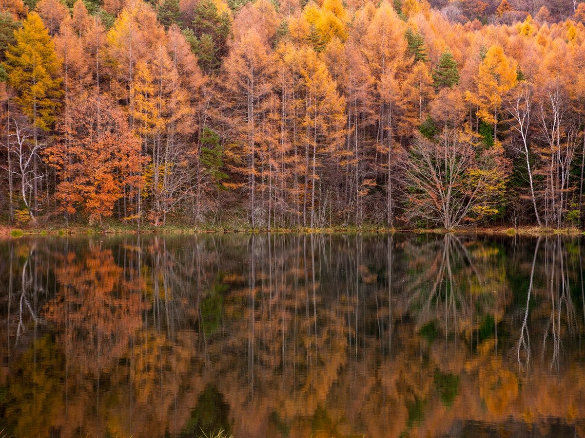 บ่อน้ำมิชากะในฤดูใบไม้ร่วง