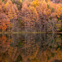 บ่อน้ำมิชากะในฤดูใบไม้ร่วง