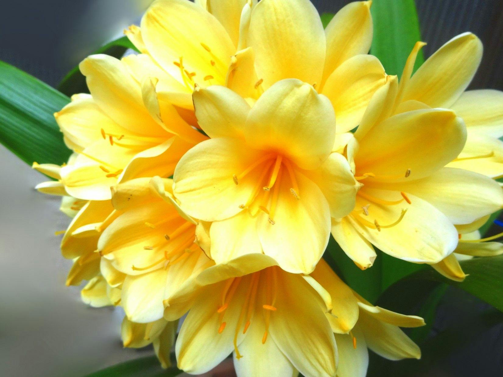 *【프리지아 (예시)】