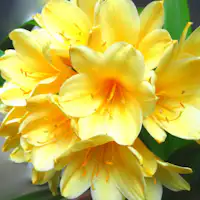 *【프리지아 (예시)】