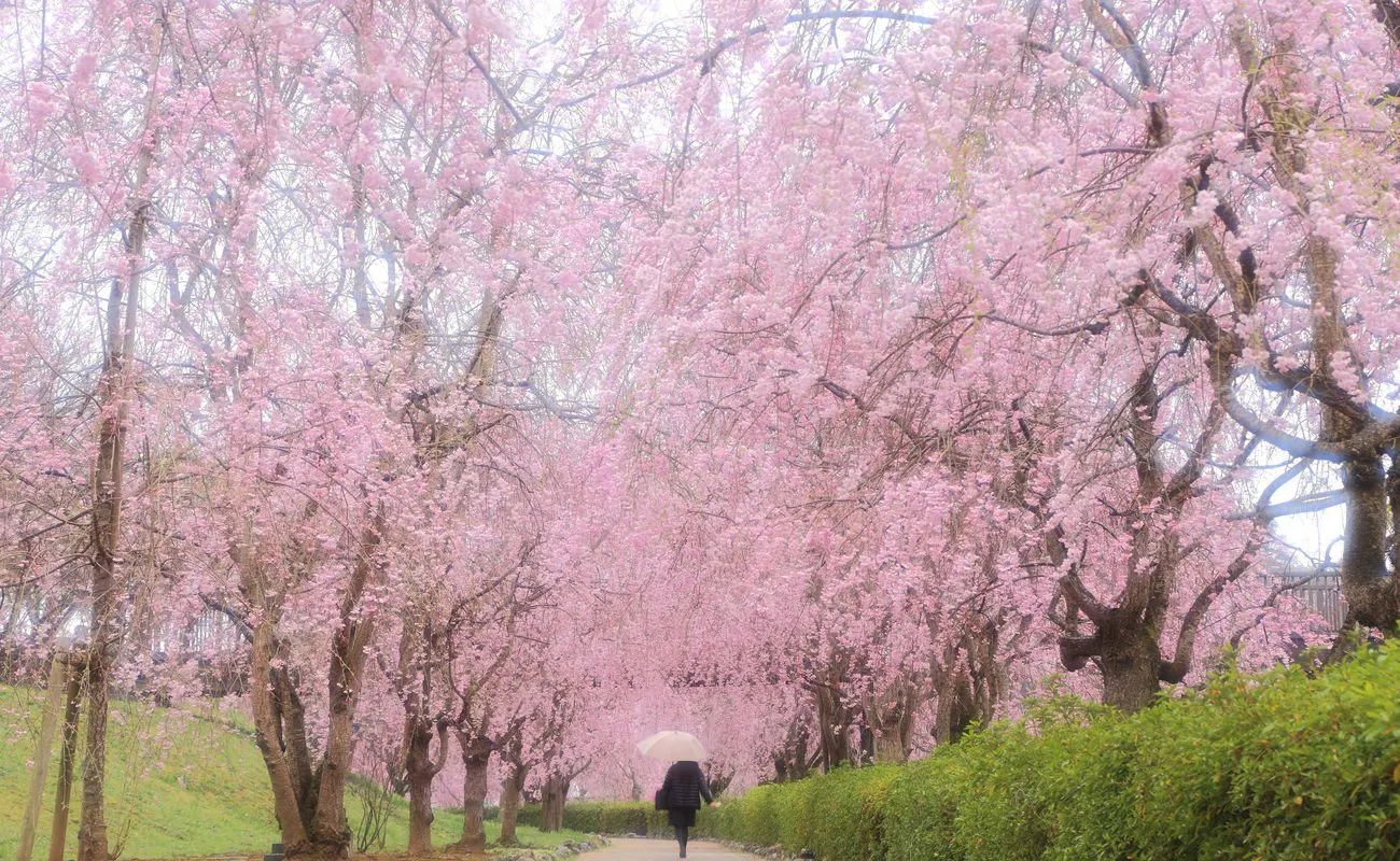 【Bukit Fudoki Hitachi】Terowongan Sakura Menangis (Shidarezakura)