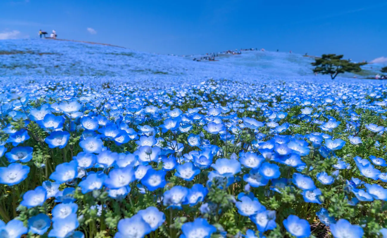 Taman Hitachi Seaside Park (taman nasional) – Nemophila