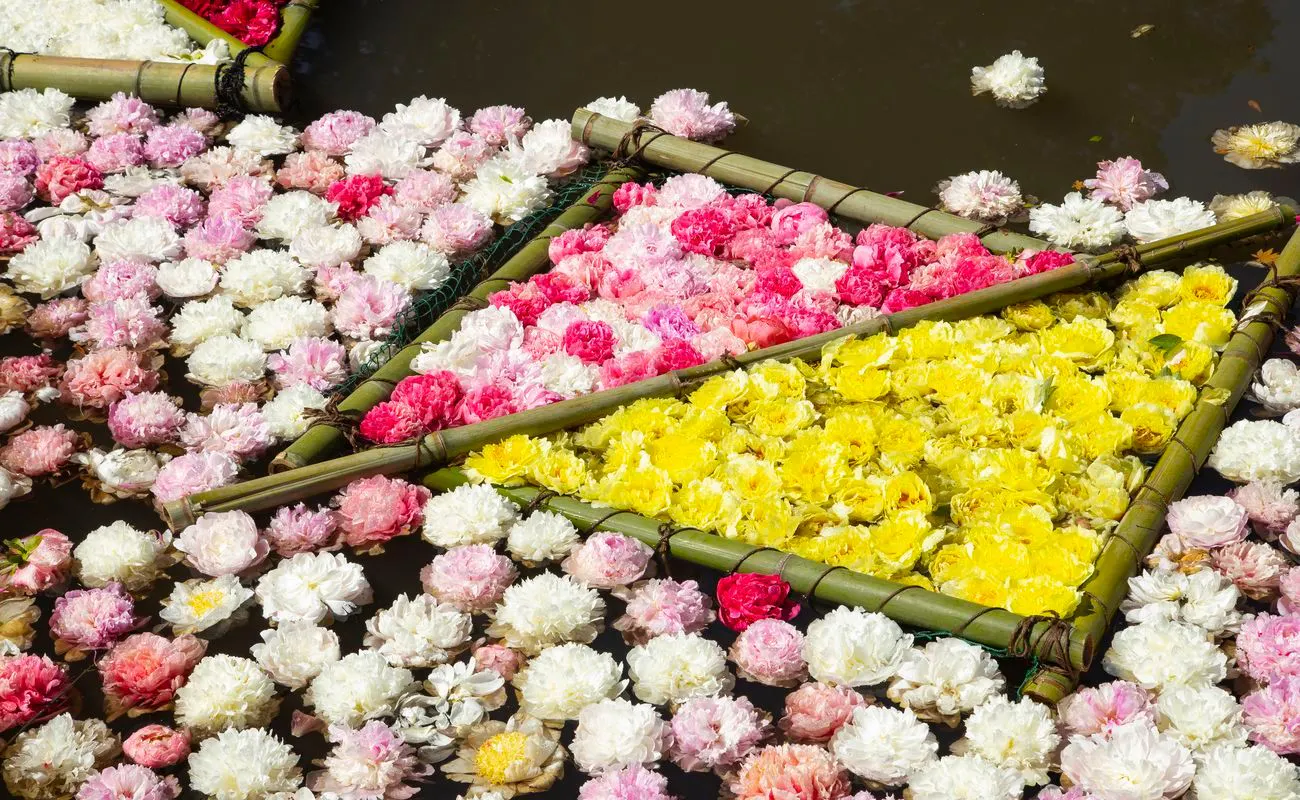 Sekitar 5.000 bunga yang mengapung di permukaan air / hanaikada