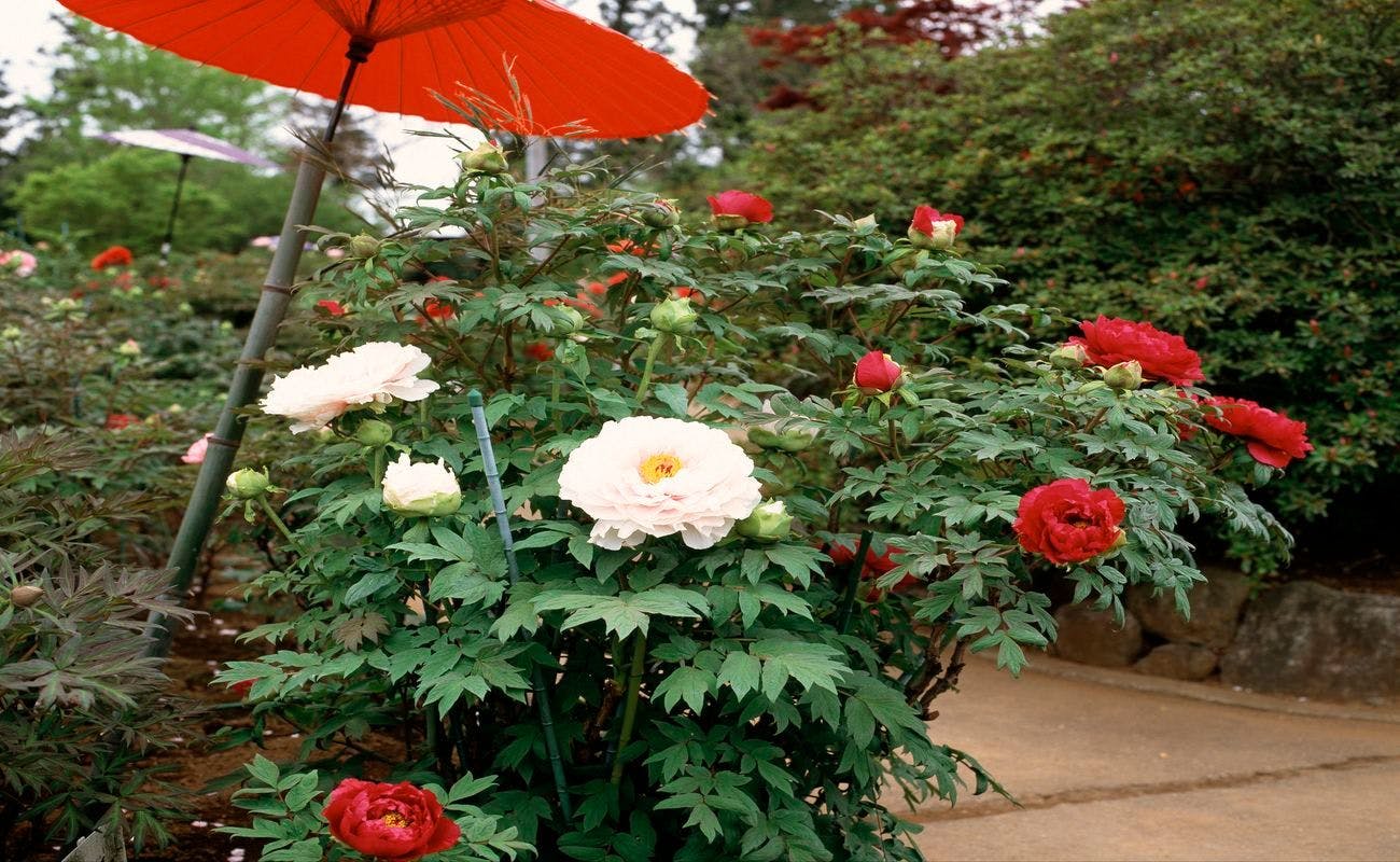 Taman Peony Tsukuba (Peony)