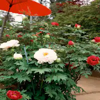 Taman Peony Tsukuba (Peony)