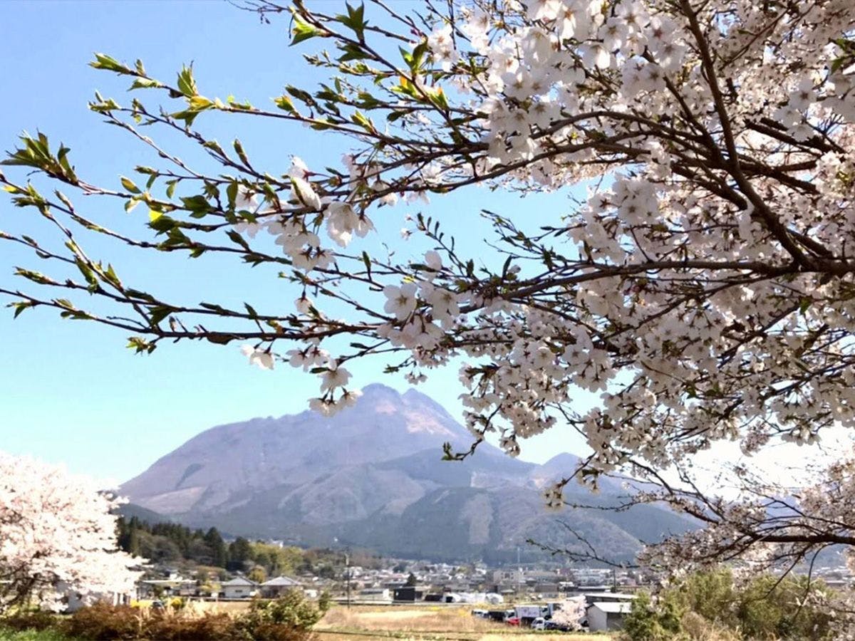 Yufuin Flora House