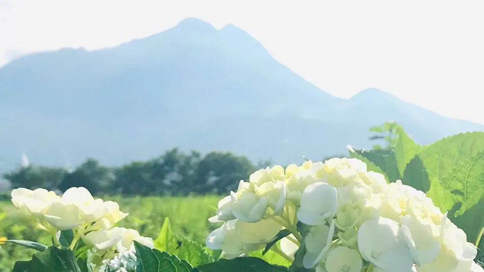 Yufuin Flora House