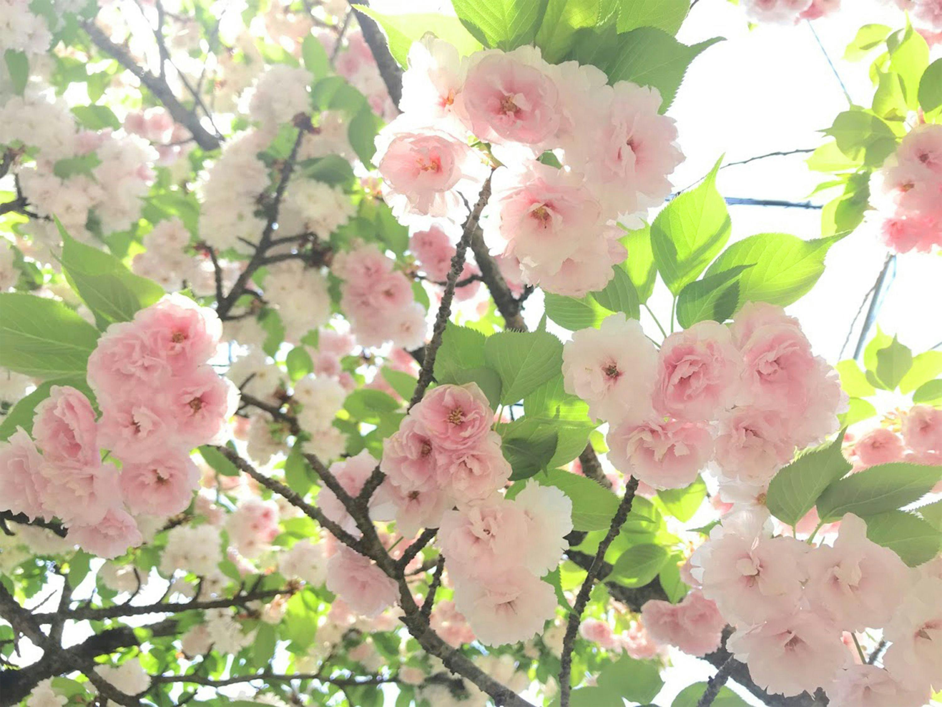 Yufuin Flora House