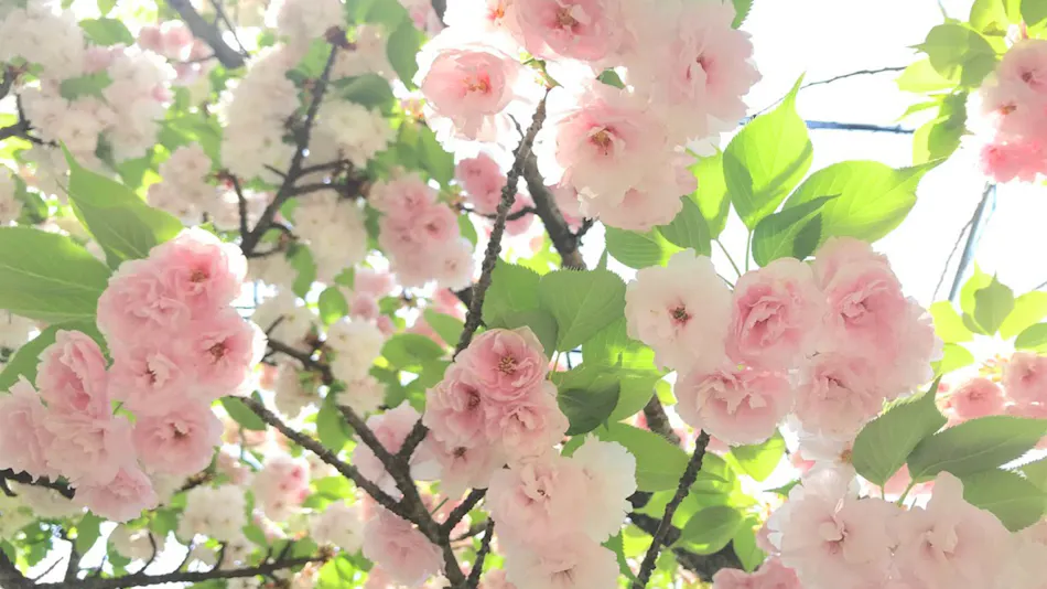 Yufuin Flora House