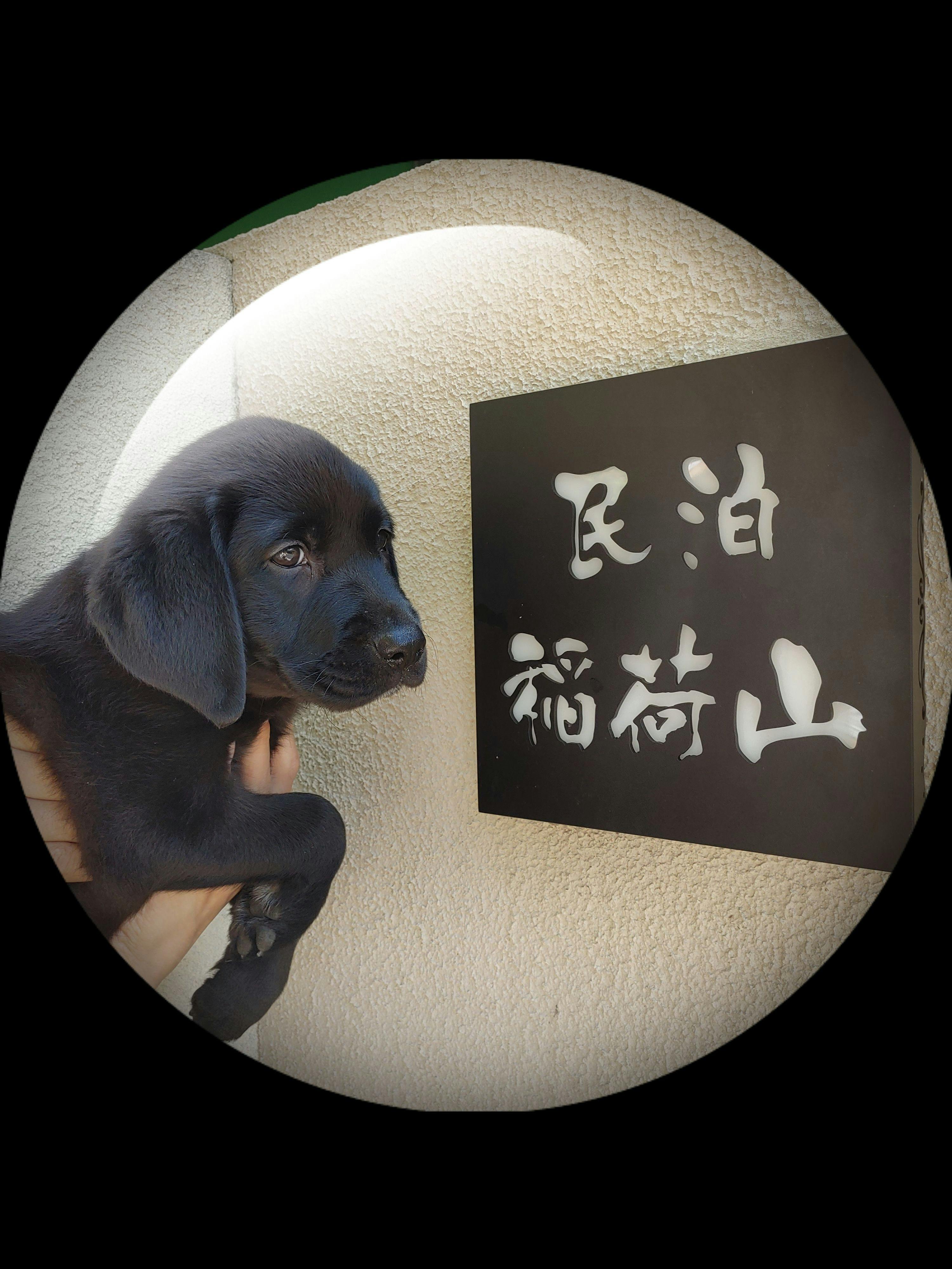 我是看板狗莫娜。