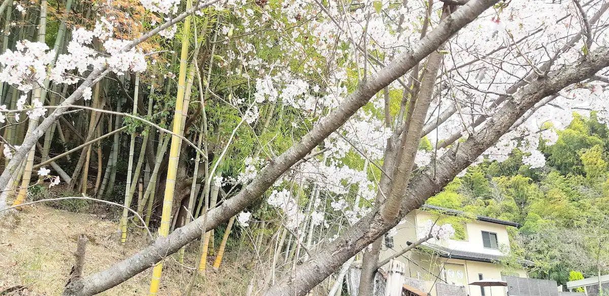 [Pet-Friendly Accommodation] Inariyama Dog-Friendly Homestay