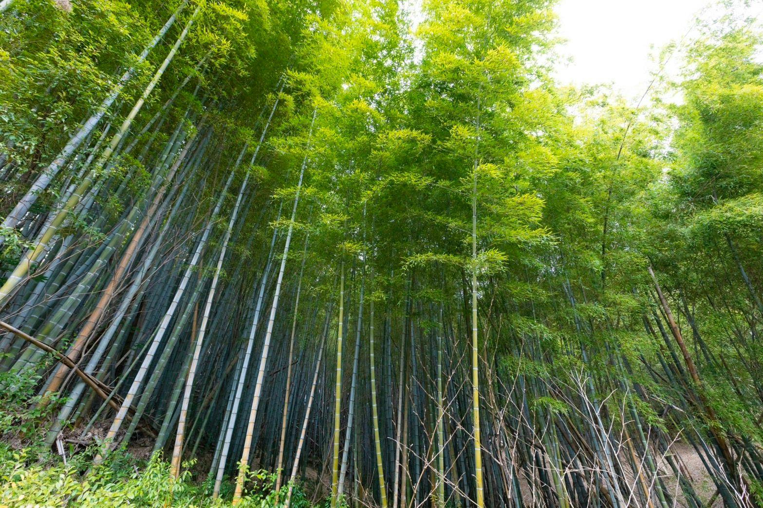 [Pet-Friendly Accommodation] Inariyama Dog-Friendly Homestay