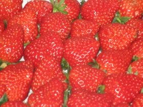 専用農園で　いちご狩りのできる宿　ペンション　マスカレード