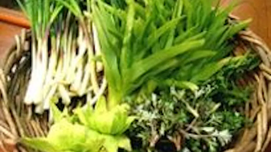 Kanoya