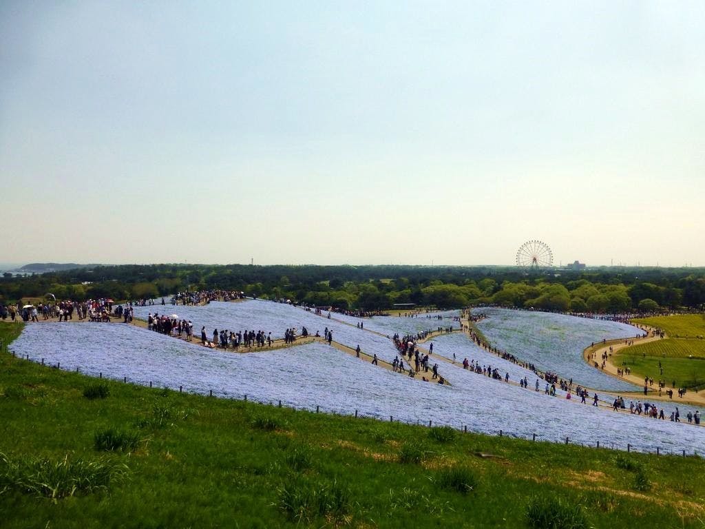 *สถานที่ท่องเที่ยวใกล้เคียง【อุทยานแห่งชาติฮิตาชิ ซีไซด์】