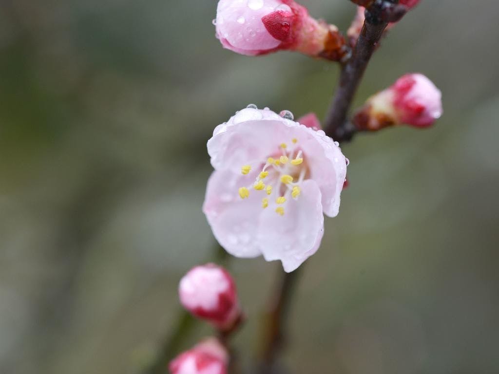 Uchihara Onsen Yusenso