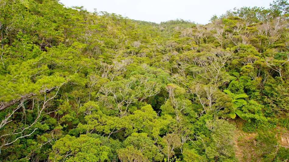 Higashimura Village Forest Tsutsuji Eco Park