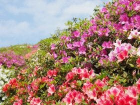 東村村民の森つつじエコパーク