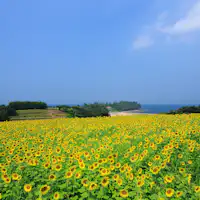 Biru Laut dan Kuning Bunga Matahari