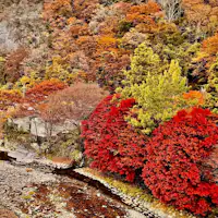紅葉觀賞季節通常從十一月上旬開始。