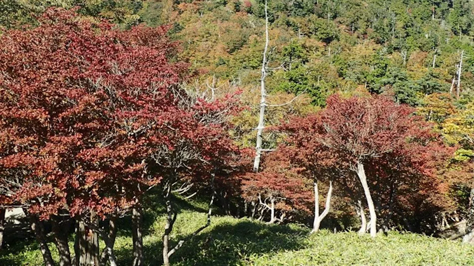 Ryori Ryokan Asahikan