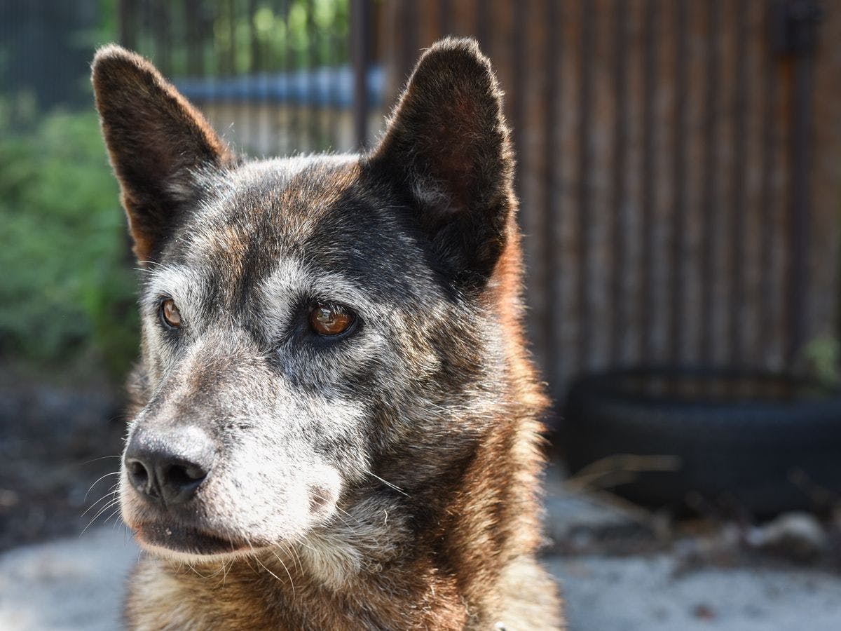 สุนัขมาสคอตของเรา "เดนสุเกะ"