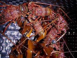 岬の宿　礒崎