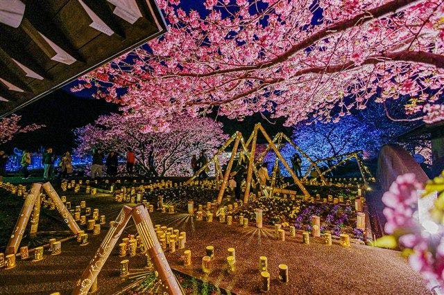 Sakura Kawazu