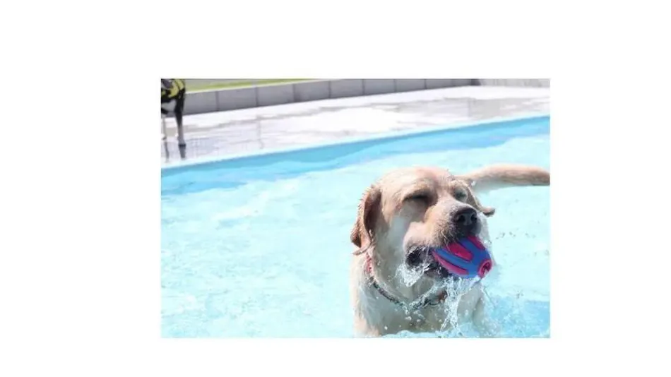 NAGI Dog Glamping Ena