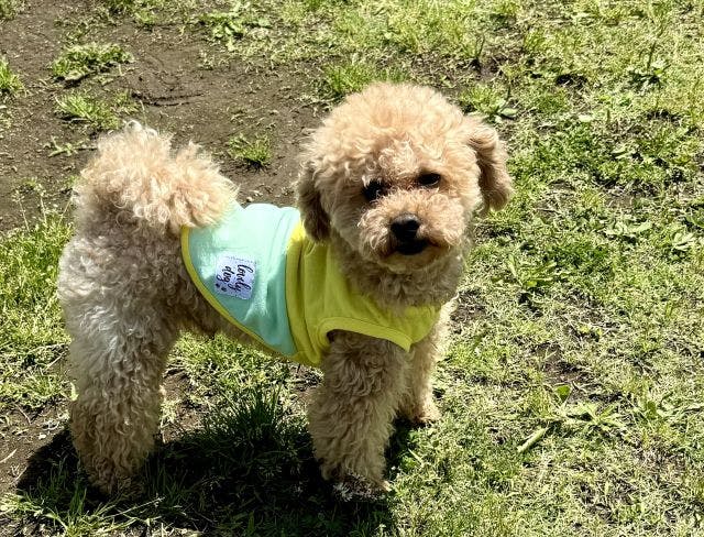 NAGI Dog Glamping Ena