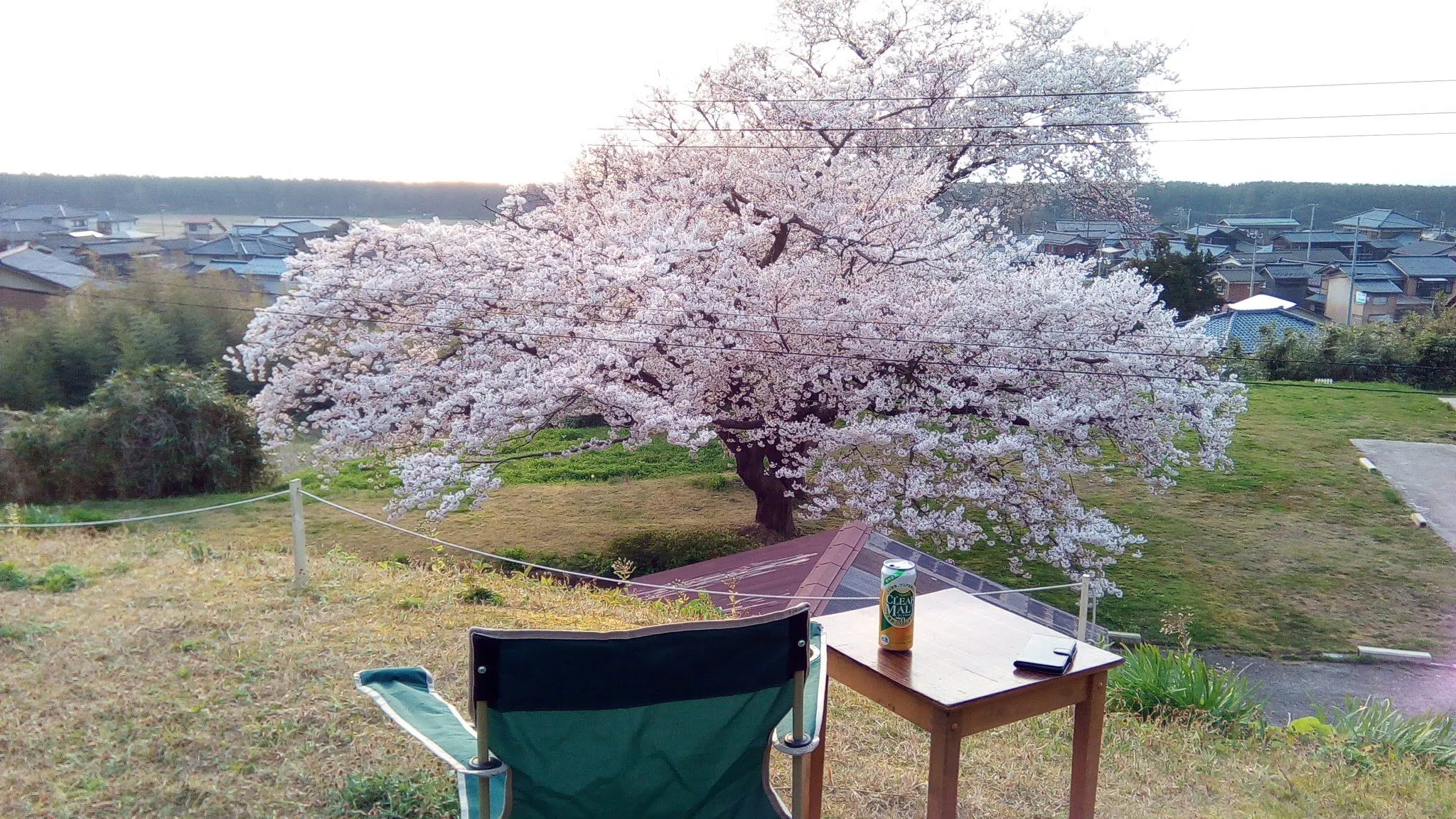 วิวทะเลญี่ปุ่นผ่านดอกซากุระจากพื้นที่ตั้งแคมป์