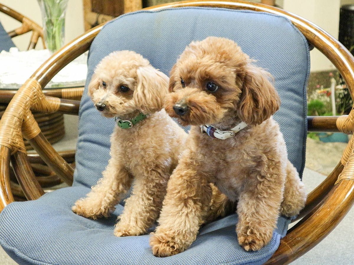 *【สุนัขป้าย】