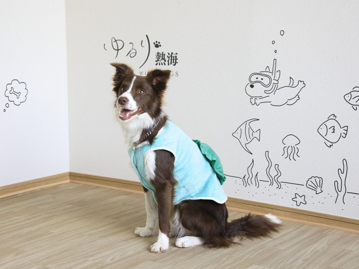 Yururi Atami with DOGS