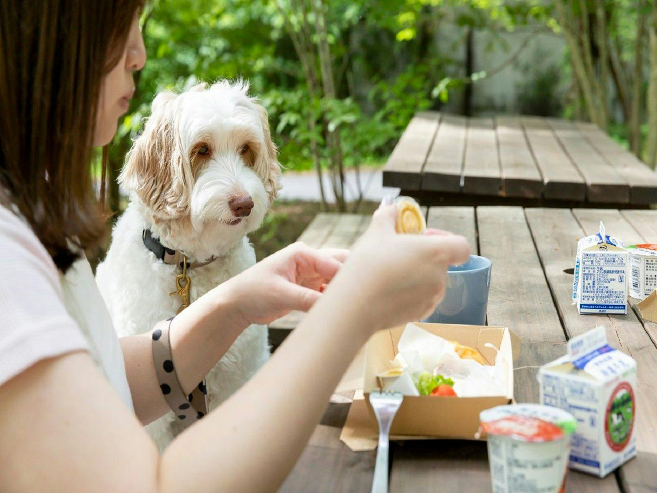 HAMIRU’S FOREST WITH DOG