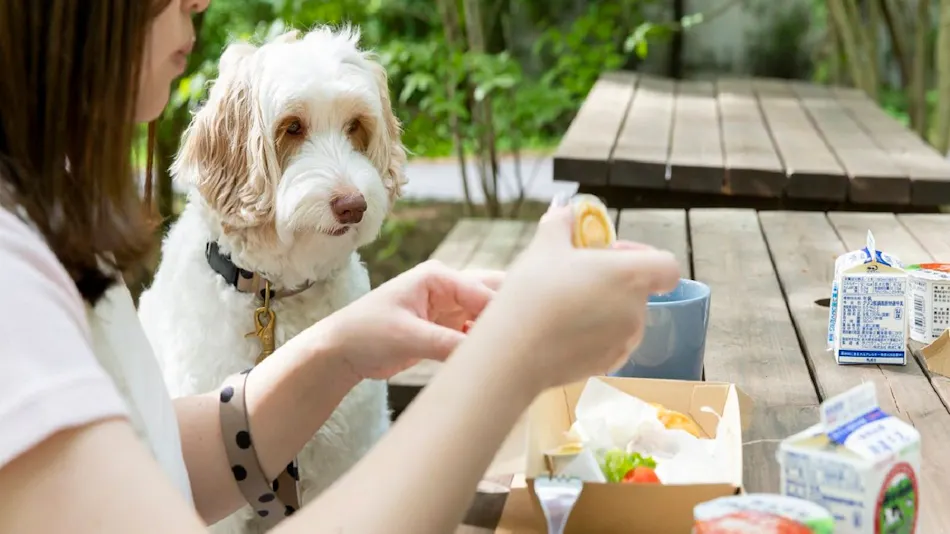 HAMIRU’S FOREST WITH DOG