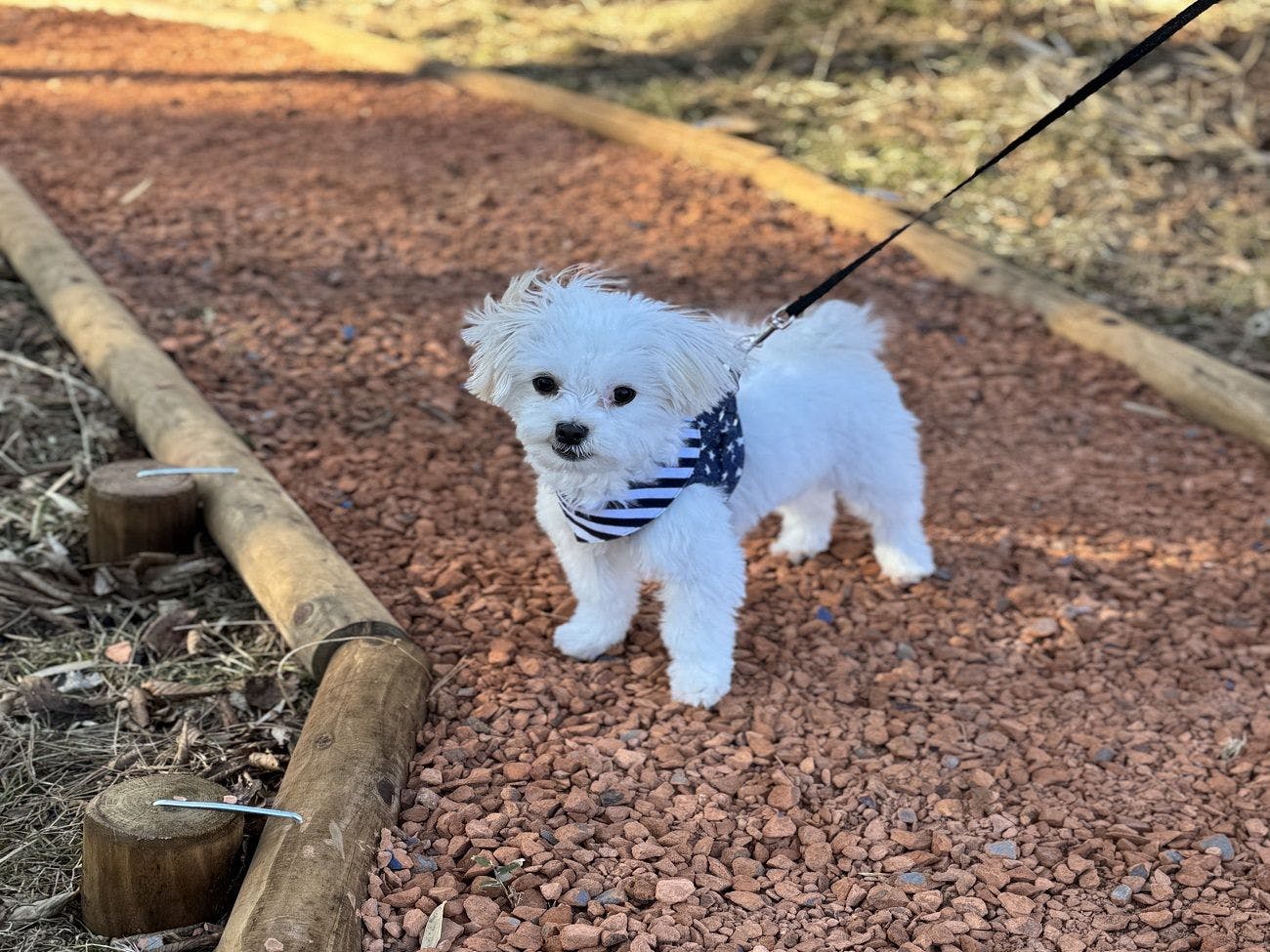 HAMIRU’S FOREST WITH DOG