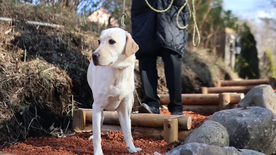 HAMIRU’S FOREST WITH DOG