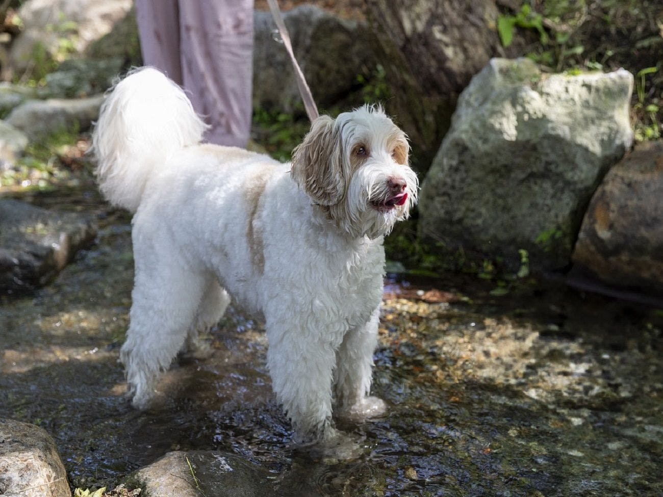 HAMIRU’S FOREST WITH DOG