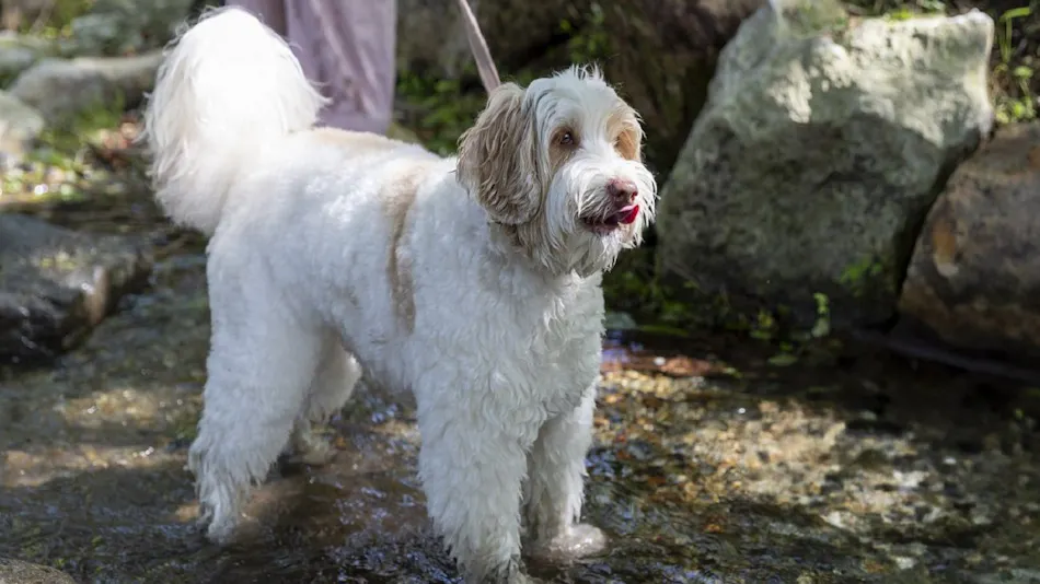 HAMIRU’S FOREST WITH DOG