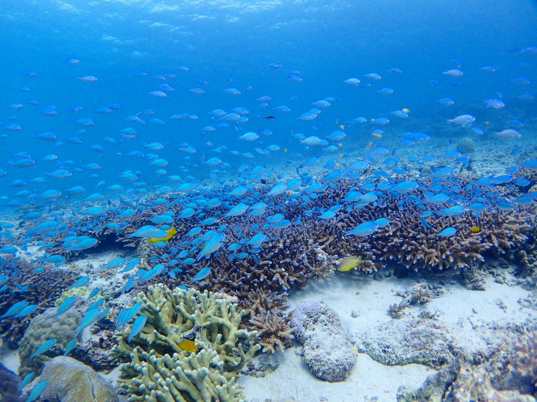 ปะการัง