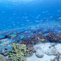 ปะการัง