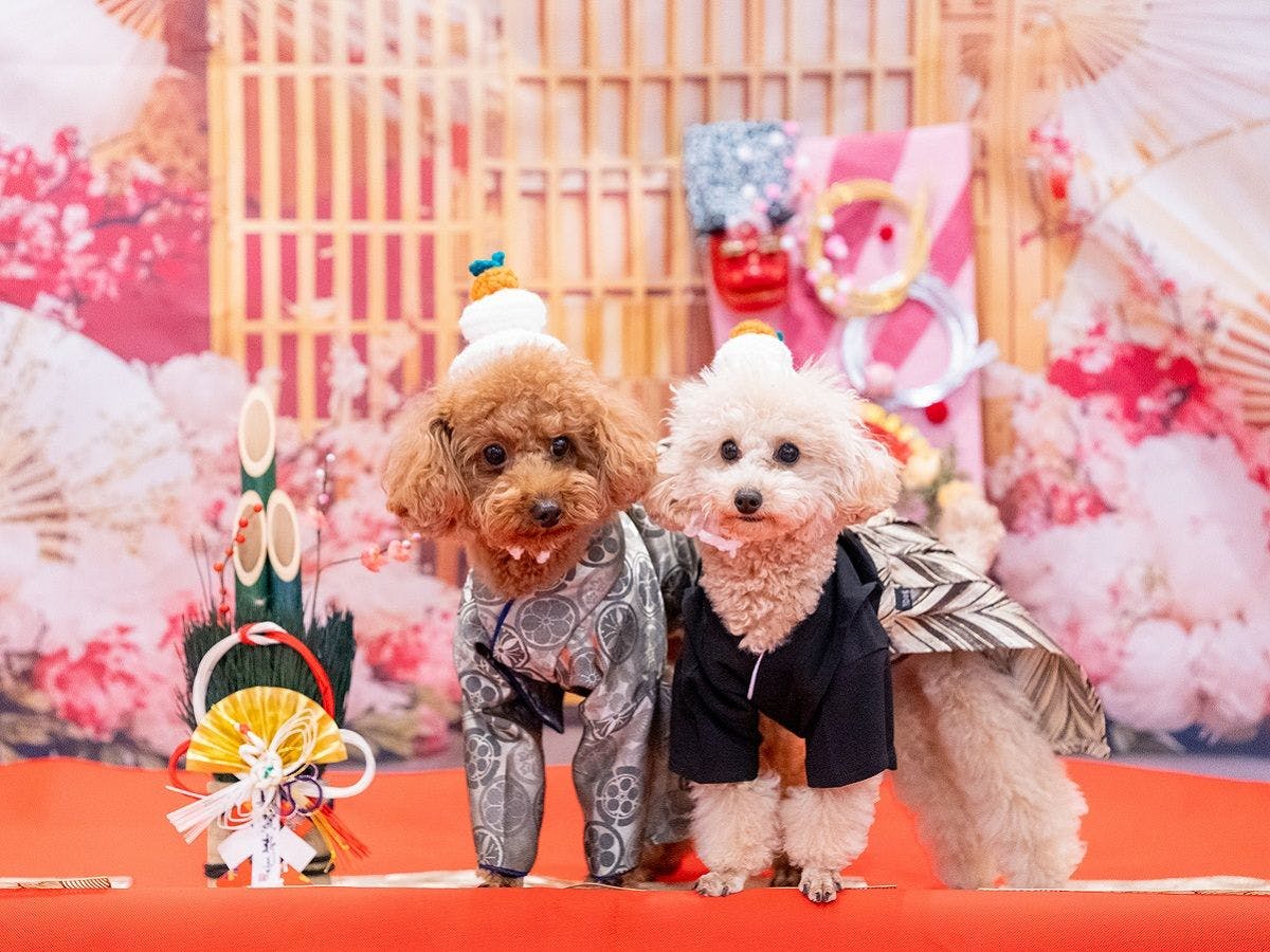 * vintage dog ❀ * ツートーンの可愛い ワンちゃん vintage dog ❀ * ツートーンの可愛い ワンちゃん