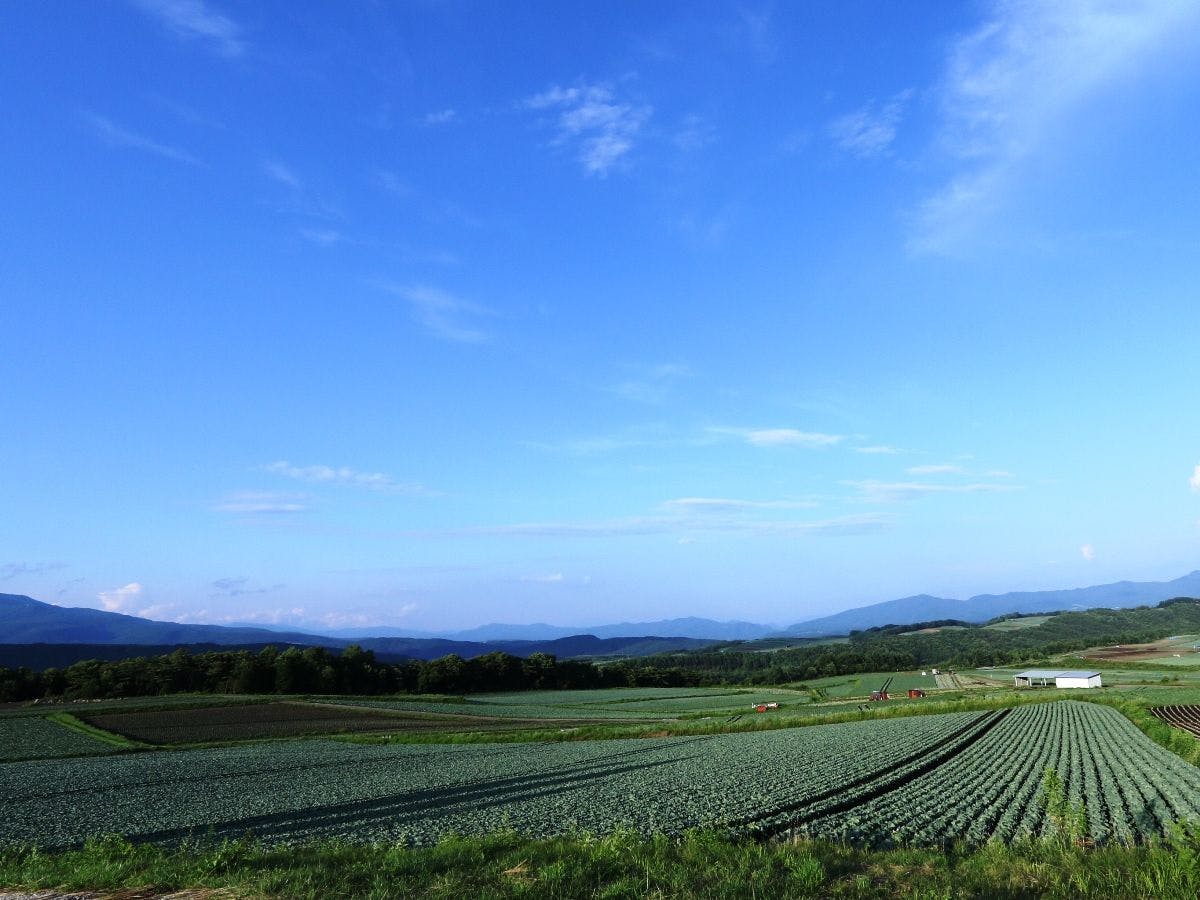 ทุ่งกะหล่ำปลี สึมะโกอิ คาวาเก็น