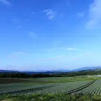 ทุ่งกะหล่ำปลี สึมะโกอิ คาวาเก็น