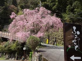 木もれびの宿　ふるさと