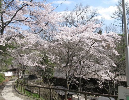 ロッジ村桜